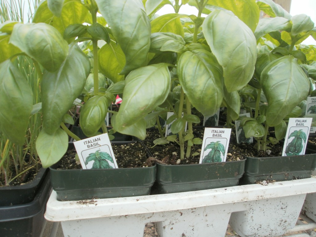 When to Start Vegetable Plants From Seed in Michigan