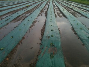 Raised beds