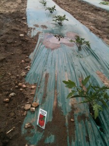 tomatoes in raised beds