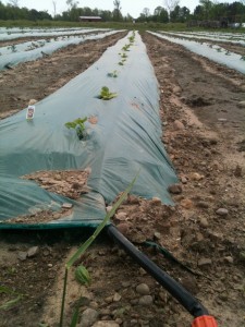 raised beds for vegetables