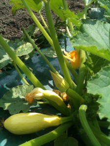 Yellow Squash