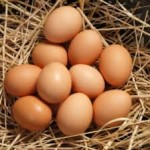 Farm Fresh Eggs-Non GMO Free Range Eggs For Sale